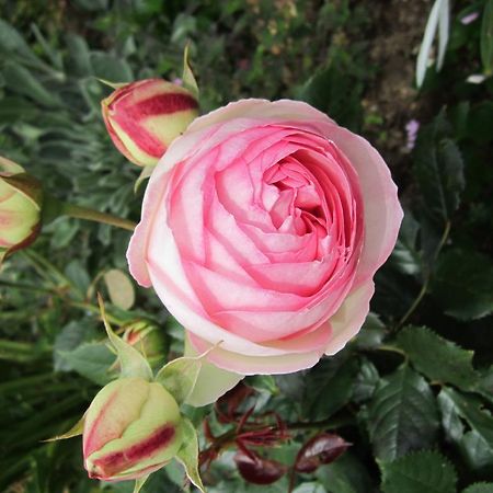 Be My Guest Bed & Breakfast New Plymouth Luaran gambar