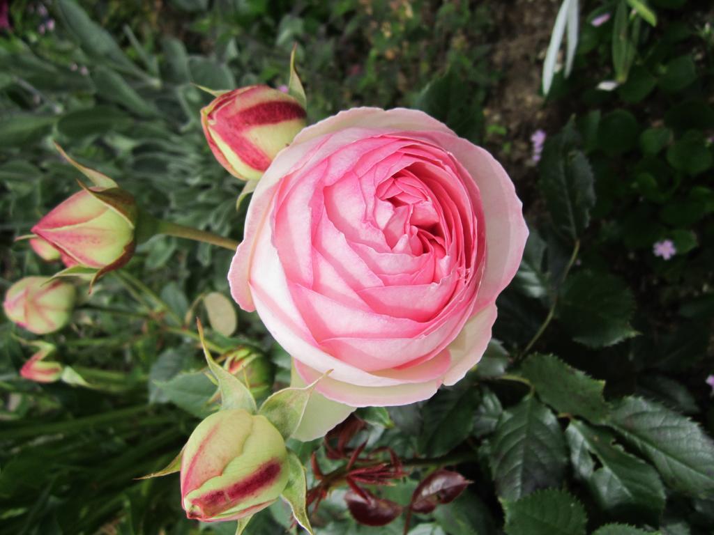 Be My Guest Bed & Breakfast New Plymouth Luaran gambar